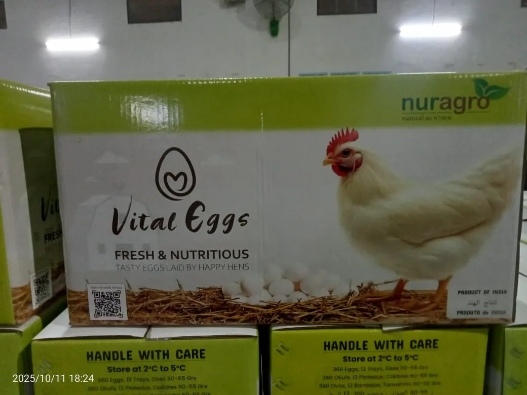 Chicken White Shell Eggs: packing & dispatch